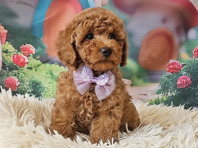 Miniature Poodle puppy for sale
