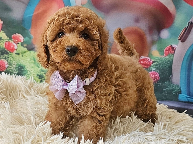 Miniature Poodle puppy for sale