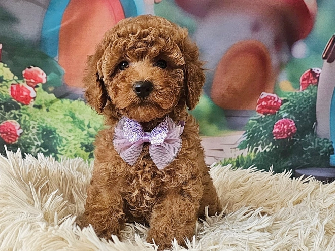 Miniature Poodle puppy for sale