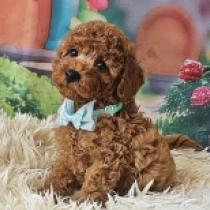 Alfie, brown Miniature Poodle for sale