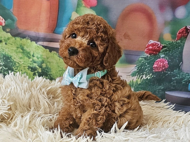 Miniature Poodle puppy for sale
