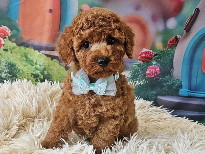 Miniature Poodle puppy for sale