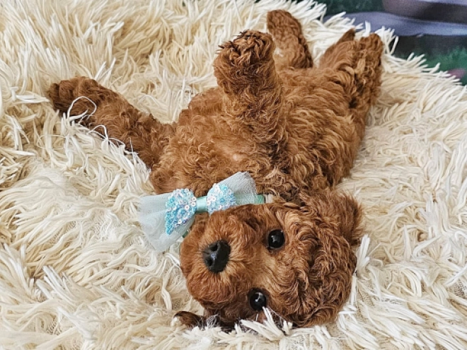 Miniature Poodle puppy for sale