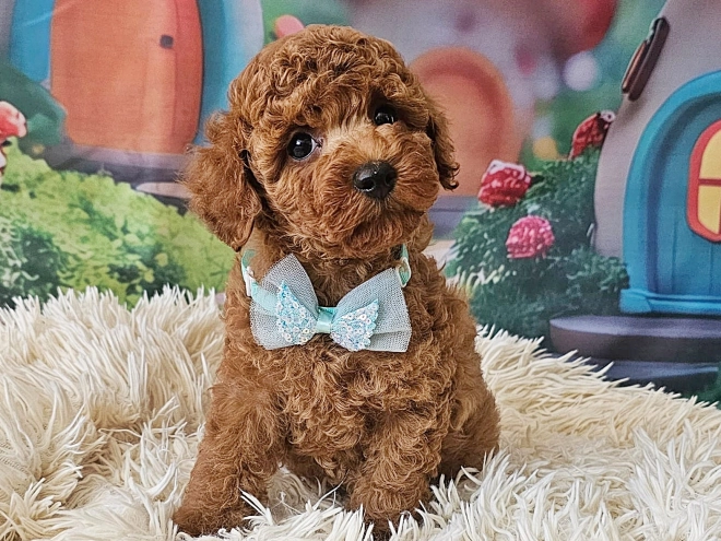 Miniature Poodle puppy for sale