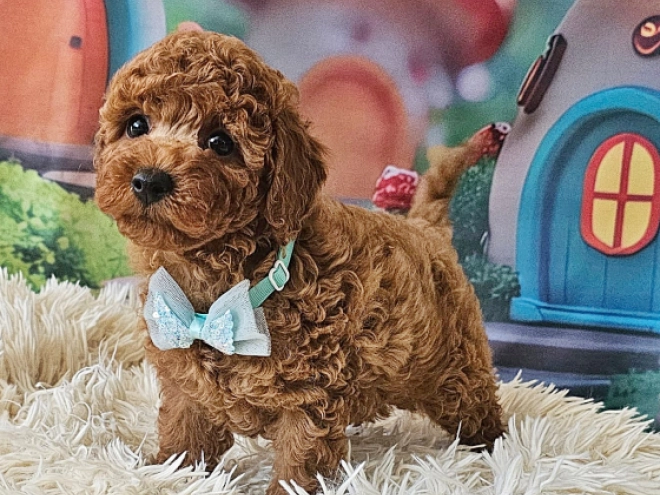 Miniature Poodle puppy for sale