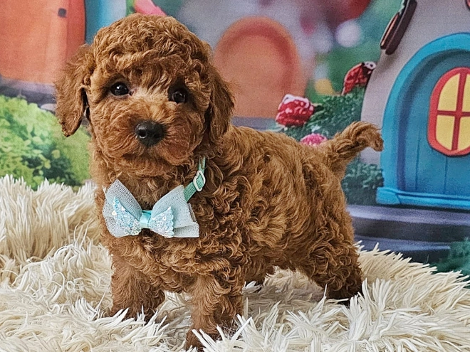 Miniature Poodle puppy for sale