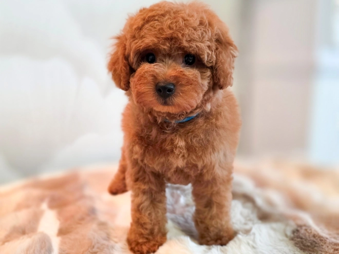 Perros Caniche Miniatura en venta