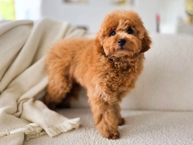 Perros Caniche Miniatura en venta