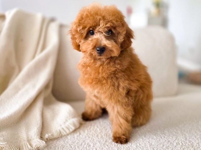 Perros Caniche Miniatura en venta