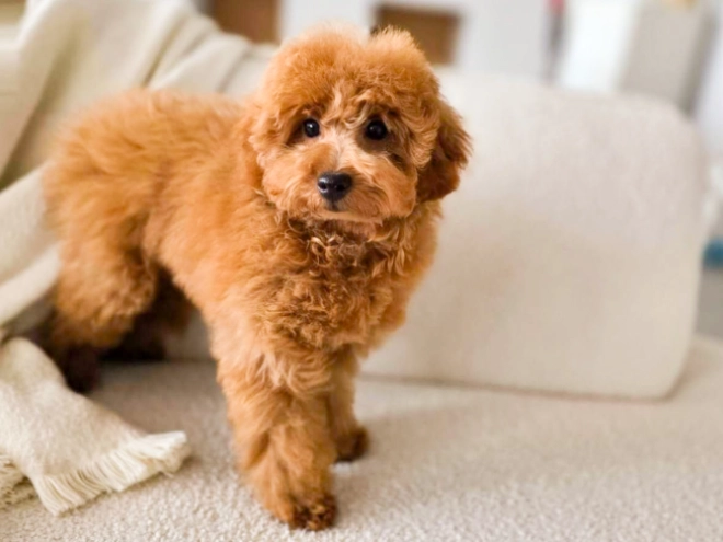 Perros Caniche Miniatura en venta