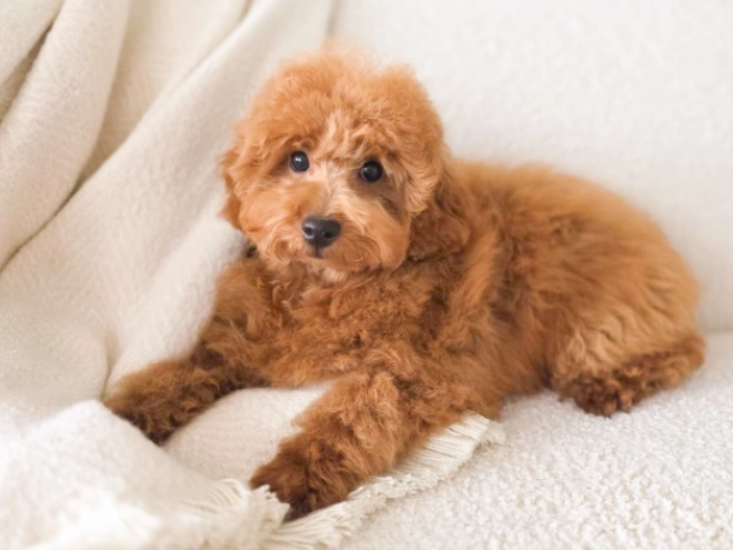 Perros Caniche Miniatura en venta