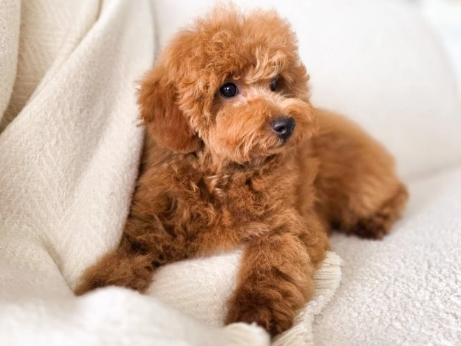 Perros Caniche Miniatura en venta