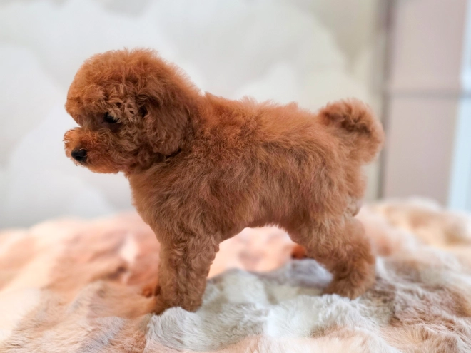 Perros Caniche Miniatura en venta