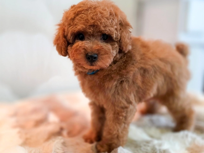 Perros Caniche Miniatura en venta
