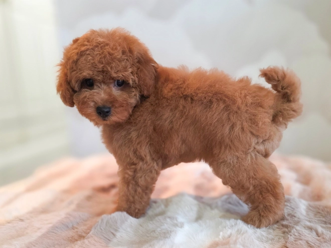 Perros Caniche Miniatura en venta