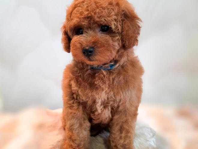 Perros Caniche Miniatura en venta