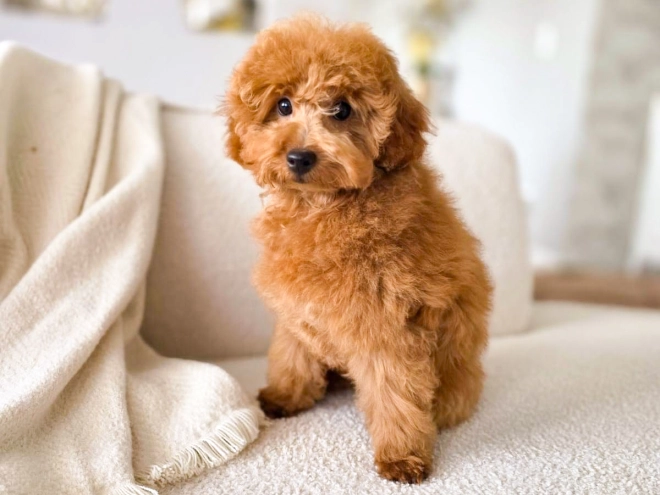 Perros Caniche Miniatura en venta