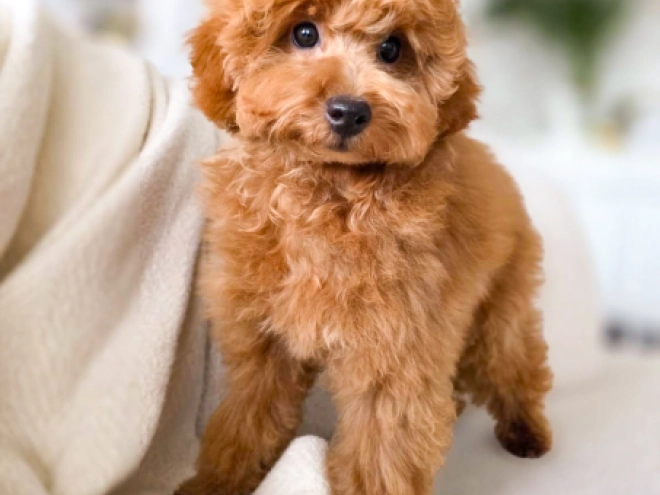 Perros Caniche Miniatura en venta