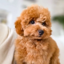 Junior, red Caniche Miniatura en venta