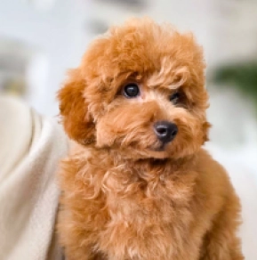 Perros Caniche Miniatura en venta