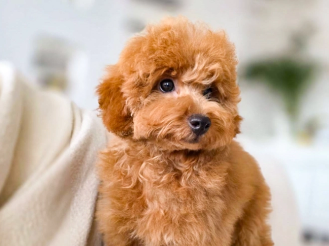 Perros Caniche Miniatura en venta