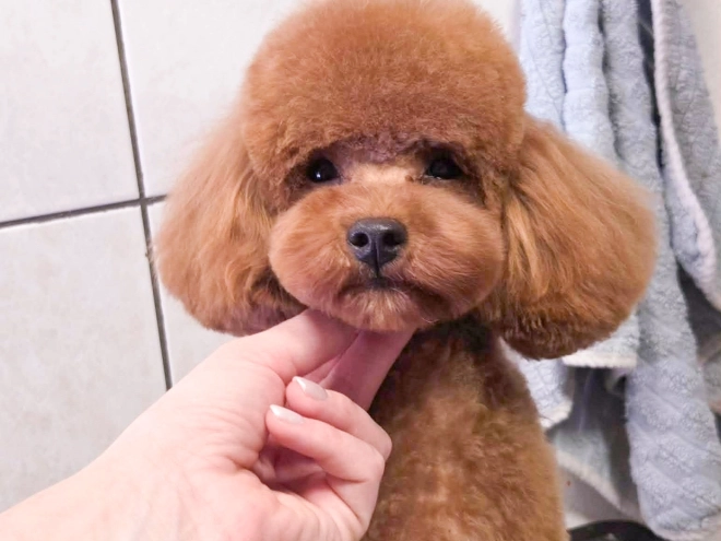 Perros Caniche Miniatura en venta