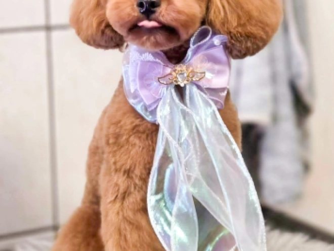 Perros Caniche Miniatura en venta