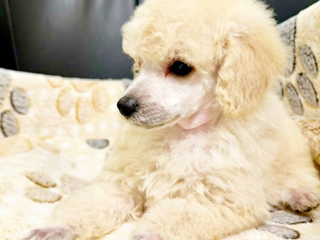 Miniature Poodle puppy for sale