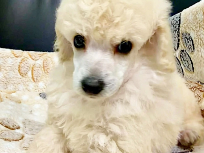 Miniature Poodle puppy for sale