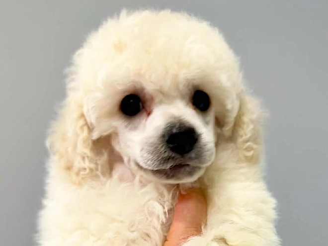 Miniature Poodle puppy for sale