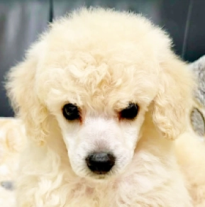 Miniature Poodle puppy for sale
