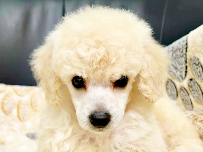 Miniature Poodle puppy for sale