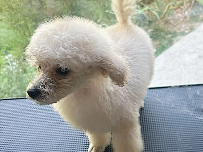 Miniature Poodle puppy for sale