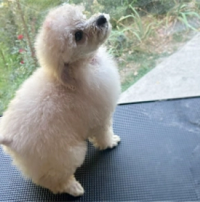 Miniature Poodle puppy for sale