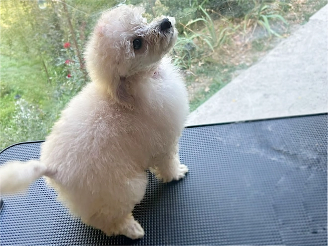 Miniature Poodle puppy for sale