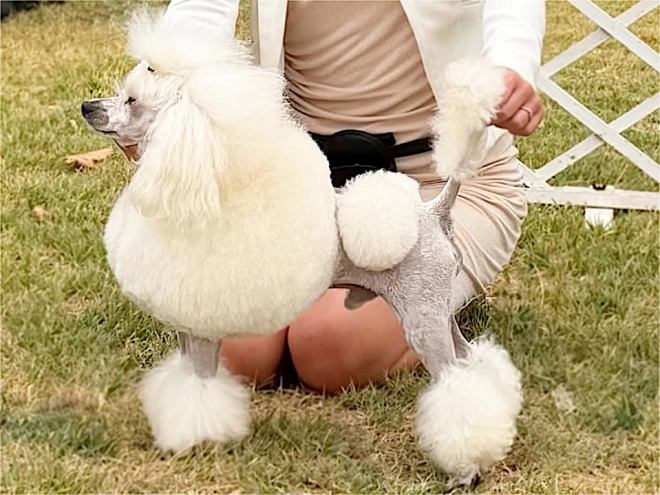 Miniature Poodle puppy for sale
