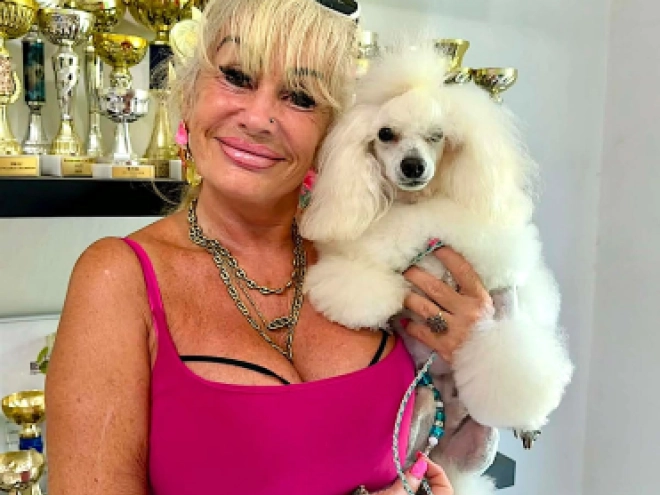 Miniature Poodle puppy for sale