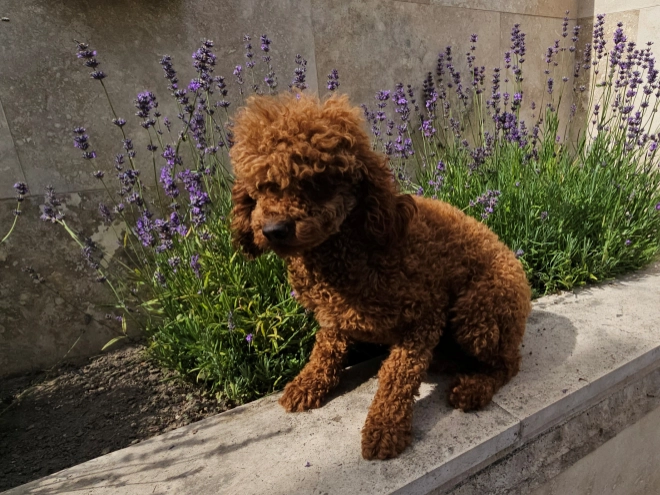 Perros Caniche Miniatura en venta