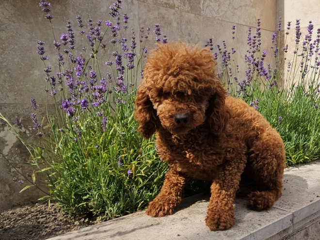 Perros Caniche Miniatura en venta