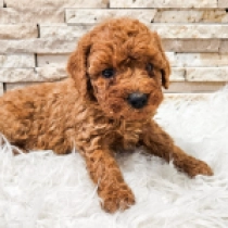 Jazzie, red Miniature Poodle for sale