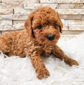 Miniature Poodle puppy for sale