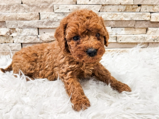 Perros Caniche Miniatura en venta