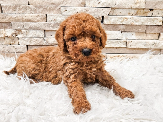 Perros Caniche Miniatura en venta