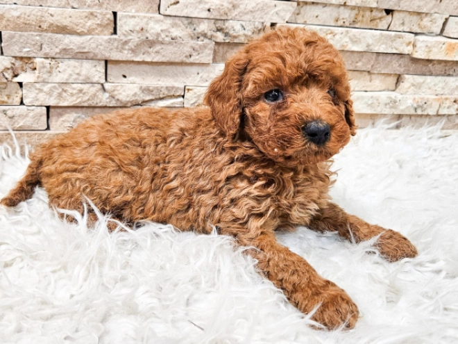 Perros Caniche Miniatura en venta