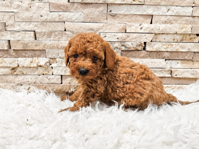 Perros Caniche Miniatura en venta