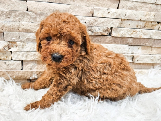 Perros Caniche Miniatura en venta