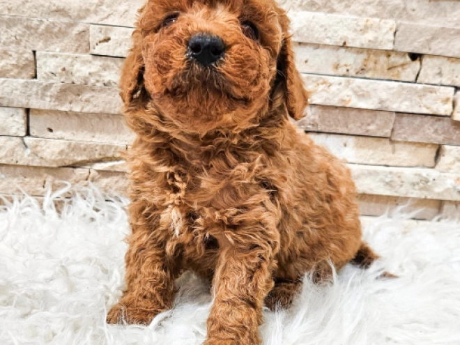 Perros Caniche Miniatura en venta
