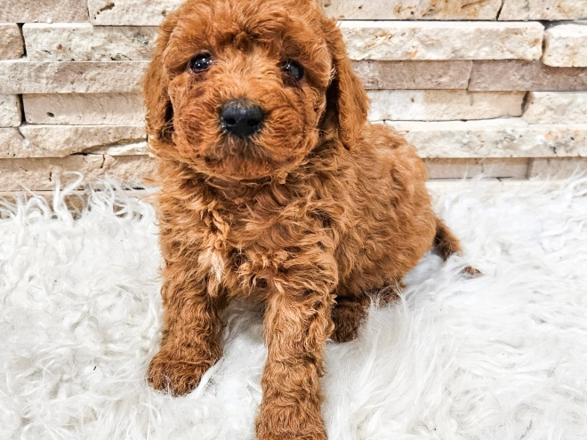 Perros Caniche Miniatura en venta