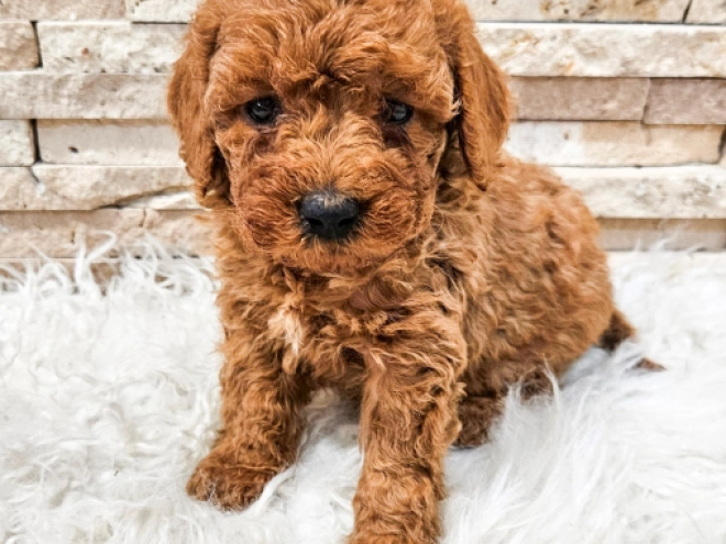 Perros Caniche Miniatura en venta