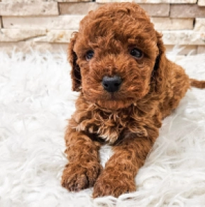 Miniature Poodle puppy for sale